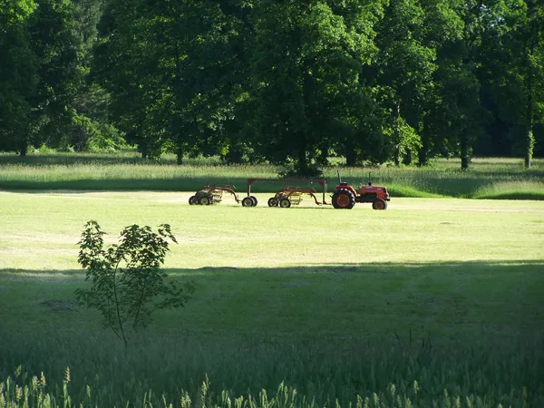 Mikey's hayfield2 crop June 2018.jpg