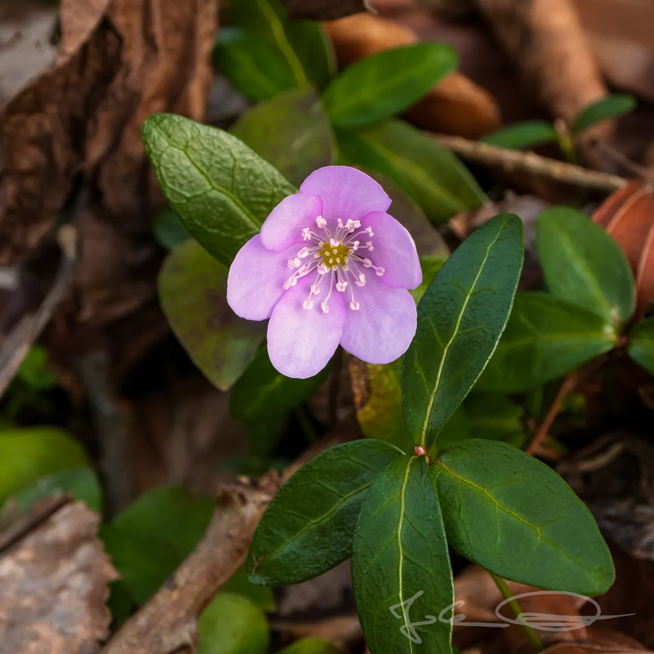 2019-03-21-Hepatica-nobilis-Liverleaf-04.jpg