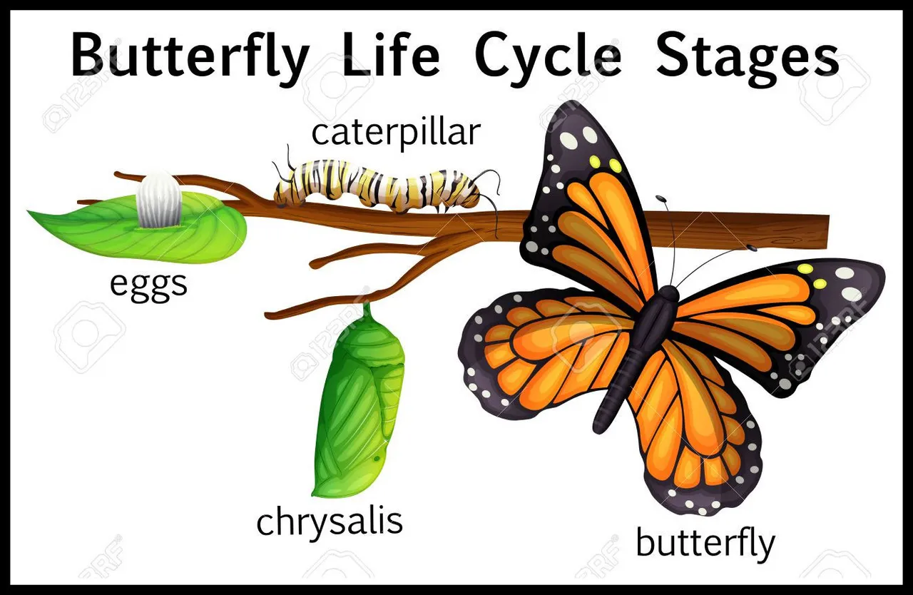 clipart-gallery-butterfly-caterpillar-10.jpg