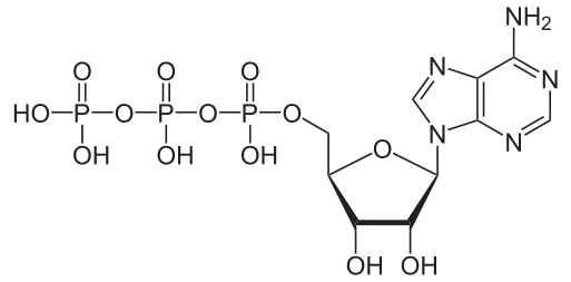 513px-Adenosintriphosphat_protoniert_svg.png