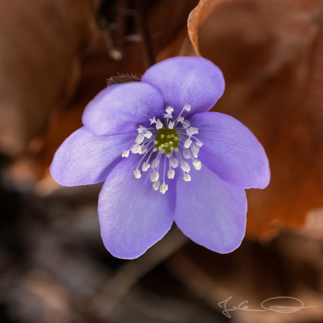 2019-03-21-Hepatica-nobilis-Liverleaf-01.jpg