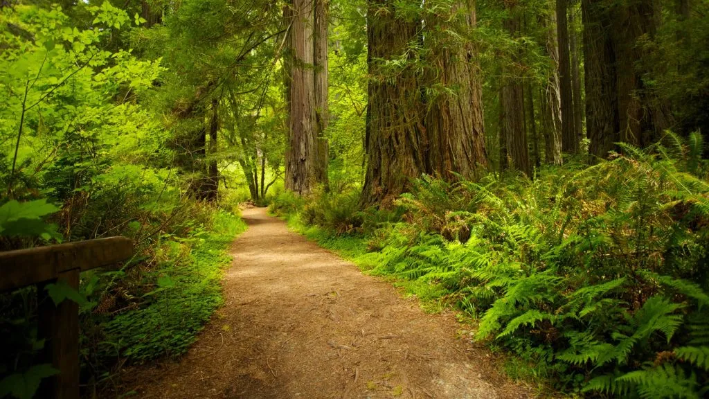 Redwood National and State Parks.jpg