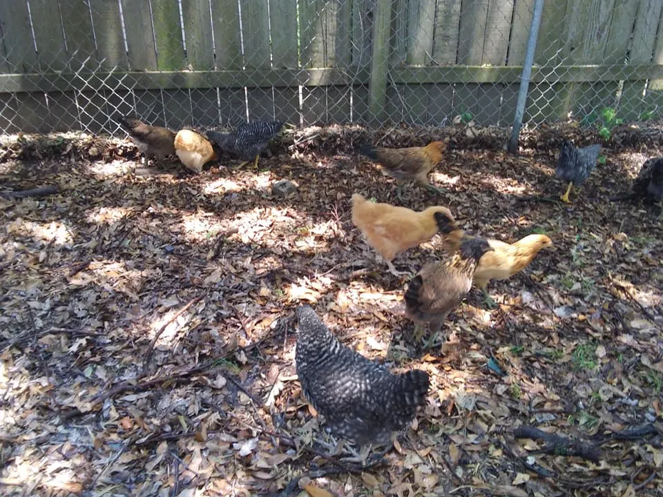 chicks 7.22 play in wet leaves.jpg