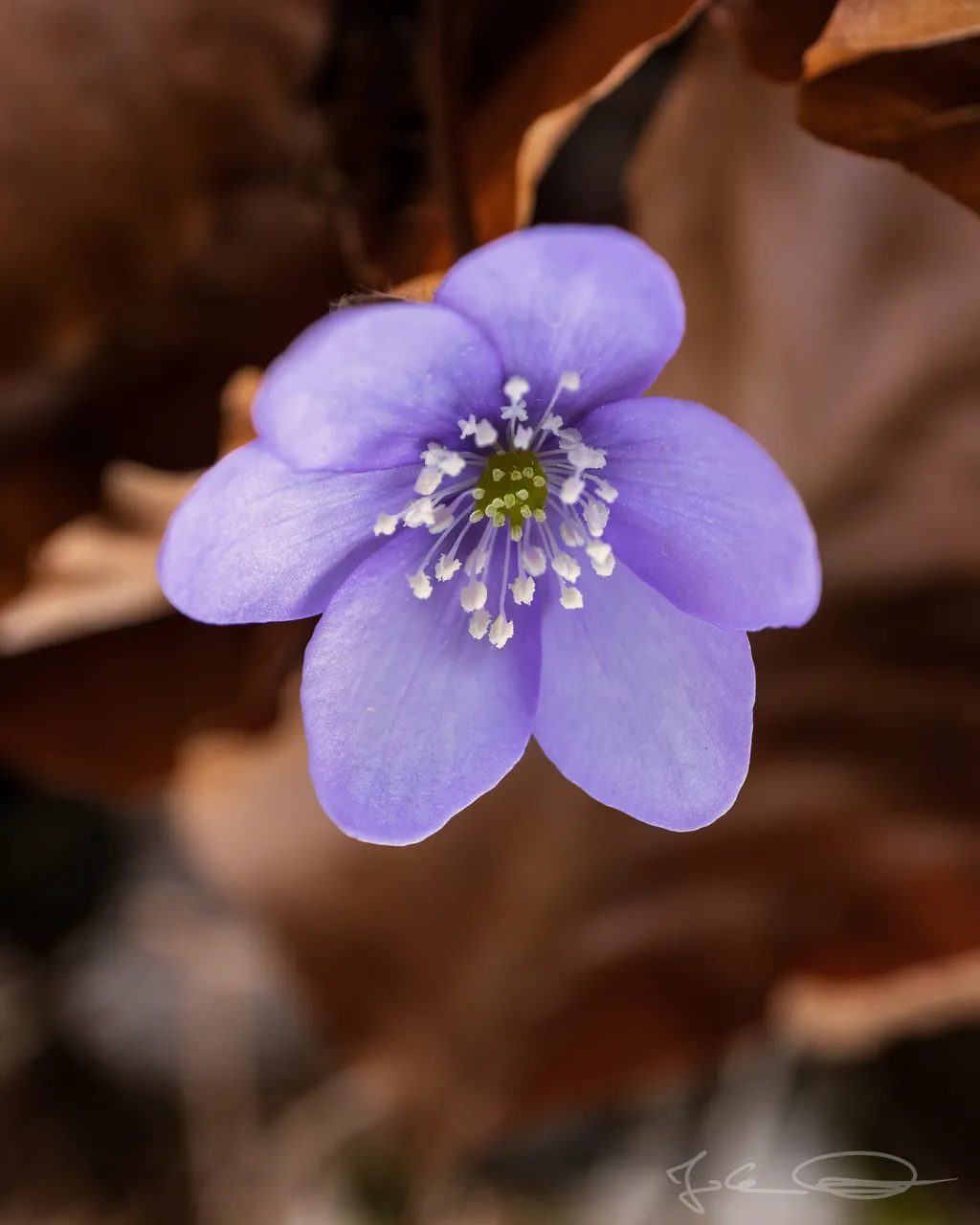 2019-03-21-Hepatica-nobilis-Liverleaf-02.jpg