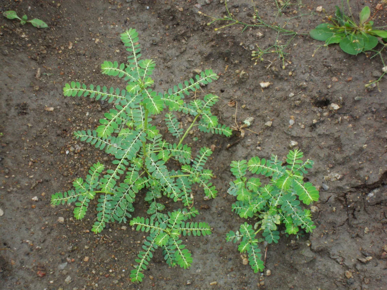 Stonebreaker - Phyllanthus niruri1.jpg