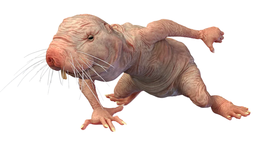 naked-mole-rat-7314784_960_720.png