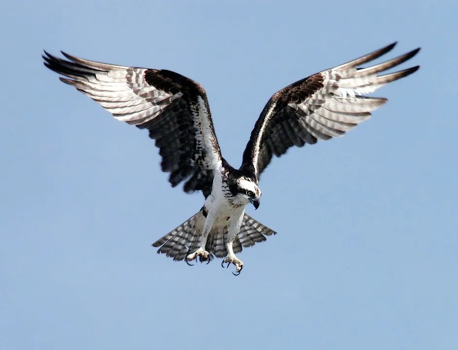 osprey-67786_960_720.jpg