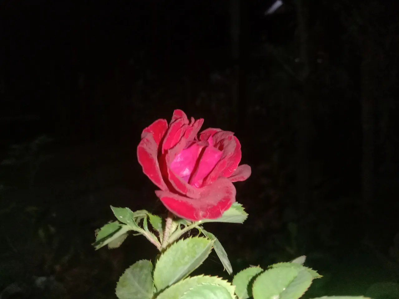 IMG_20210503_000400.jpg