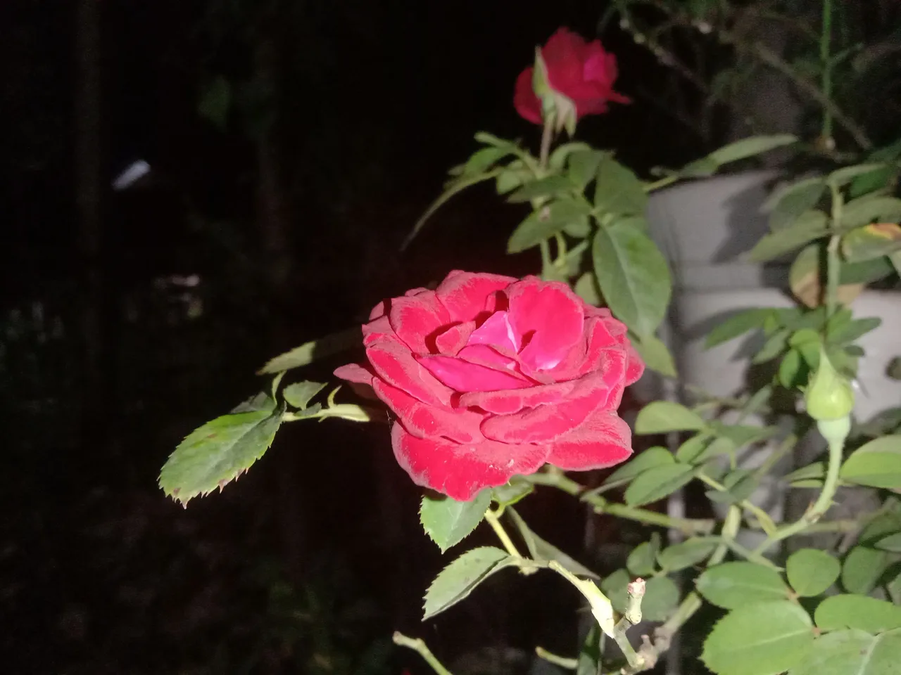 IMG_20210503_000346.jpg