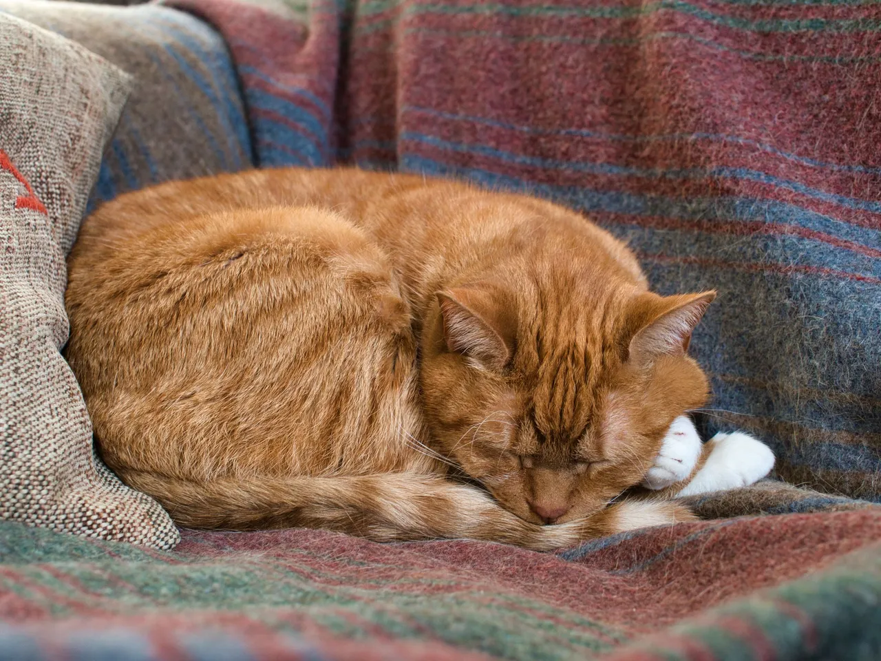 closeup-of-sleeping-red-cat-on-blanket-on-couch-under-the-lights.jpg