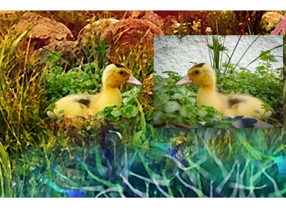 fcpatito.png