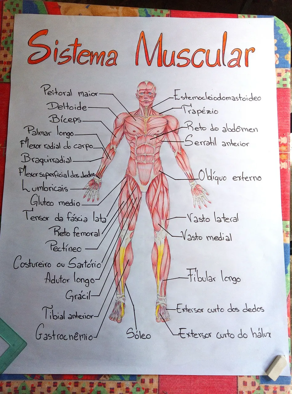 sistema muscular.jpg