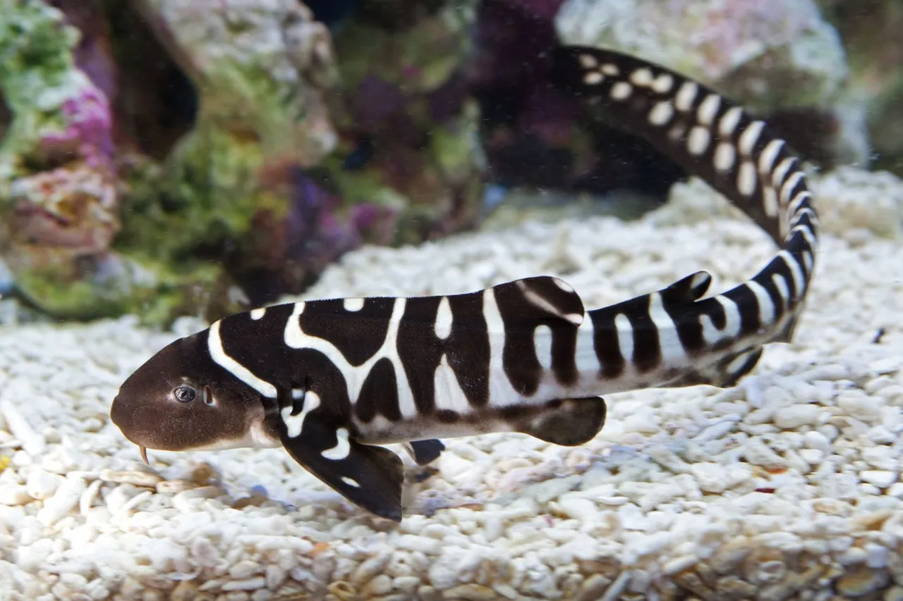 Zebra_Shark_Baby Gp258 4.0.jpeg