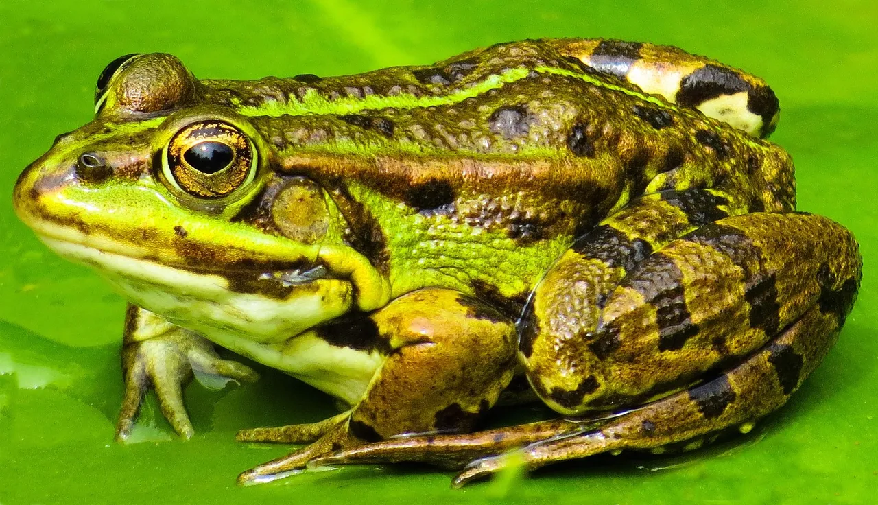 animal-2525109_1920.jpg