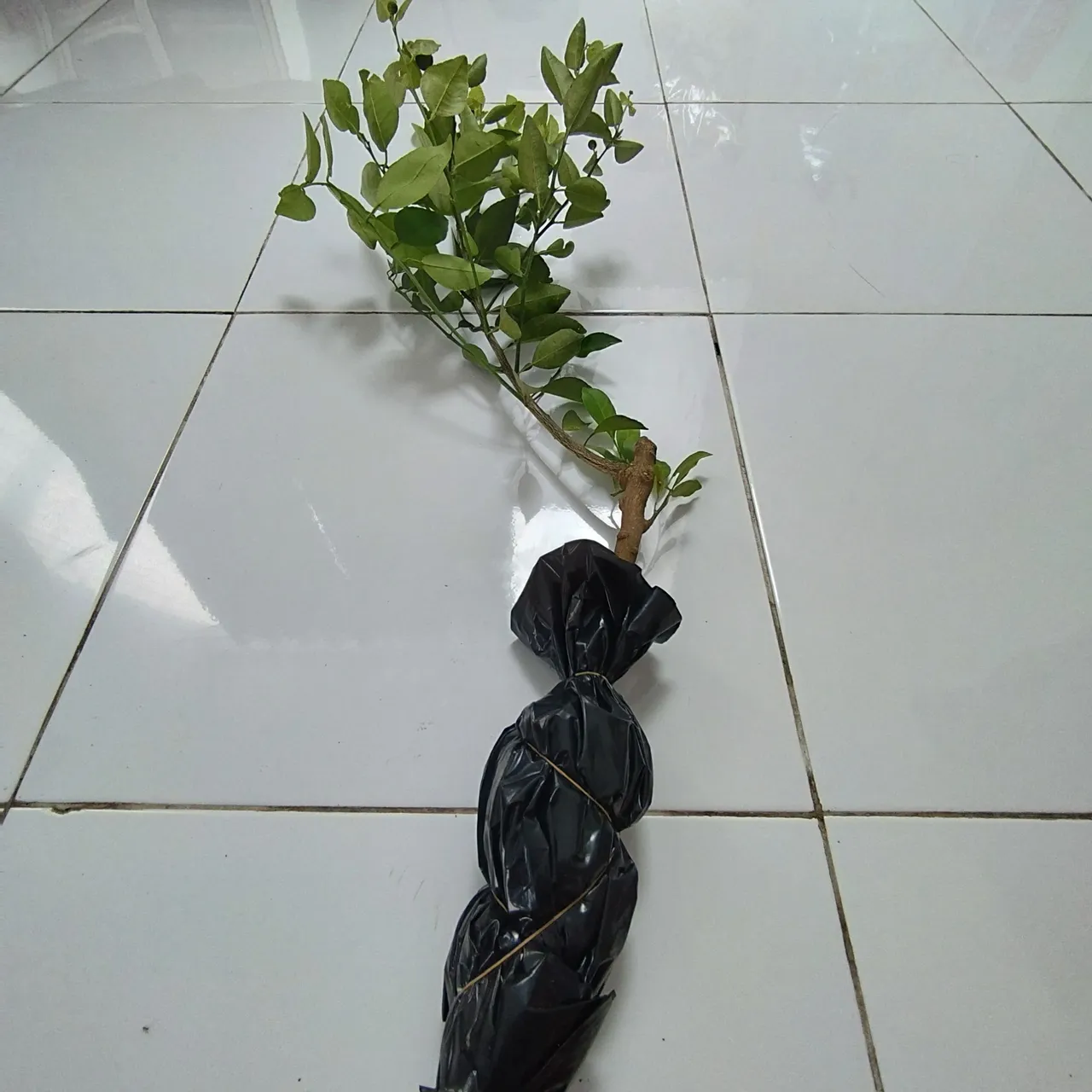 IMG_20250521_121330.jpg
