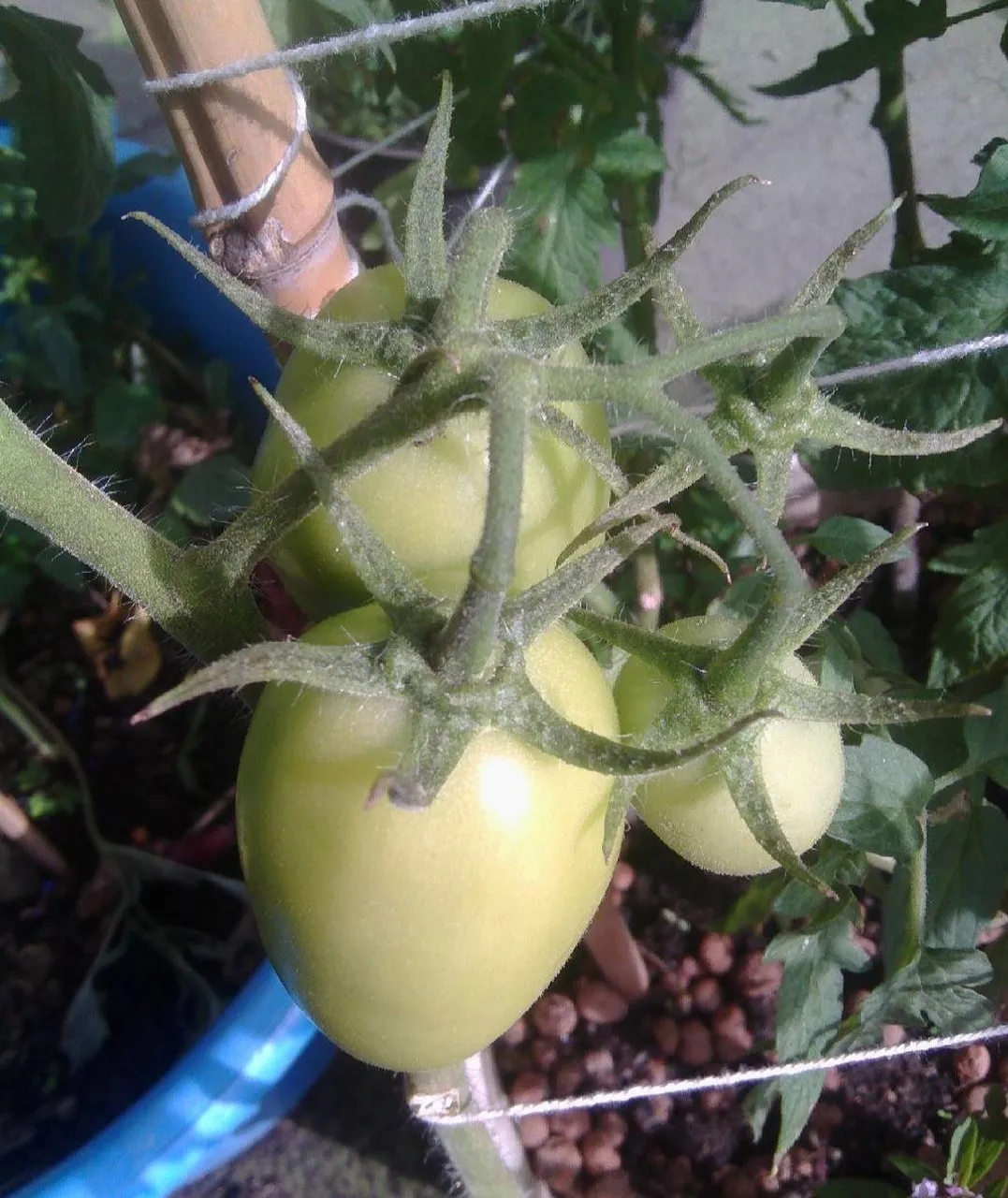 Tomatoes