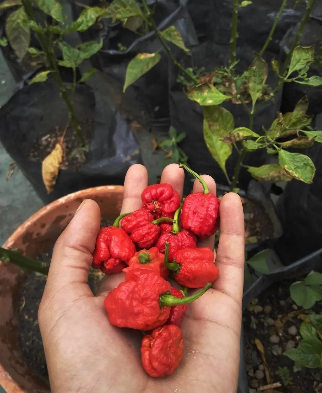 Carolina reaper in my hands