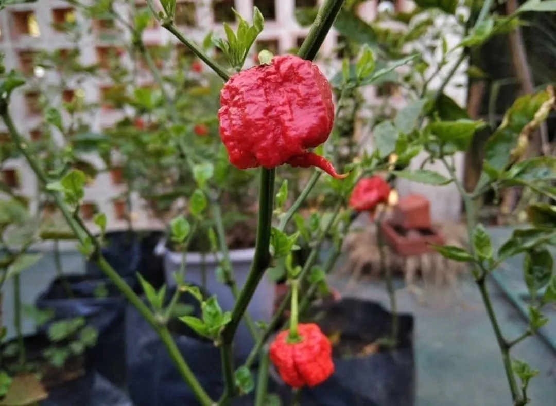 Carolina Reaper