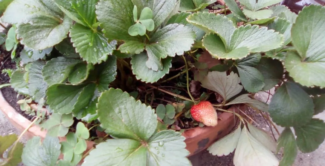 Strawberries