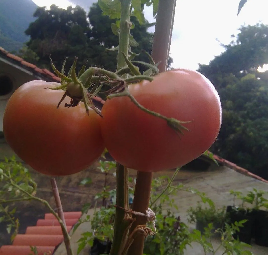 Tomates