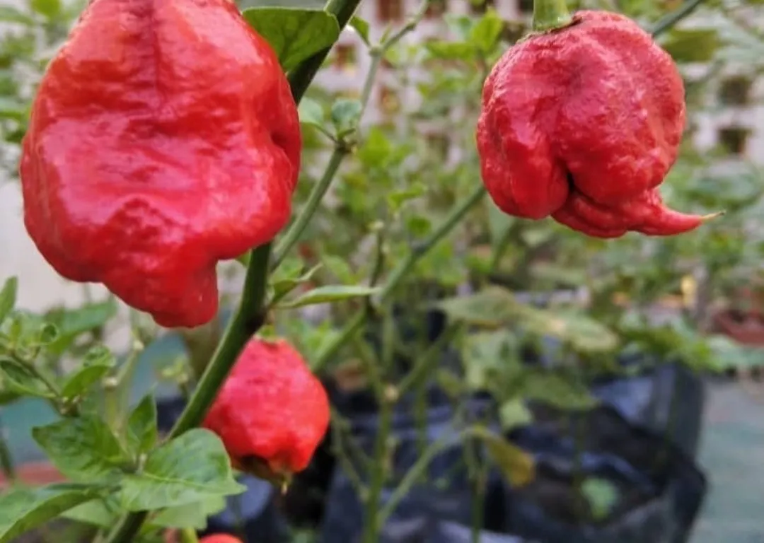 Carolina Reaper