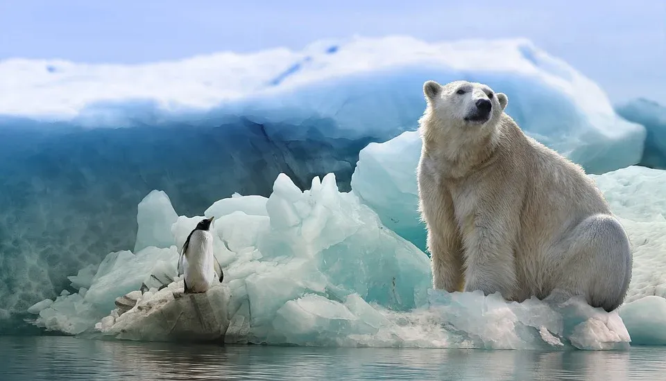 polar-bear-3277930_960_720.webp