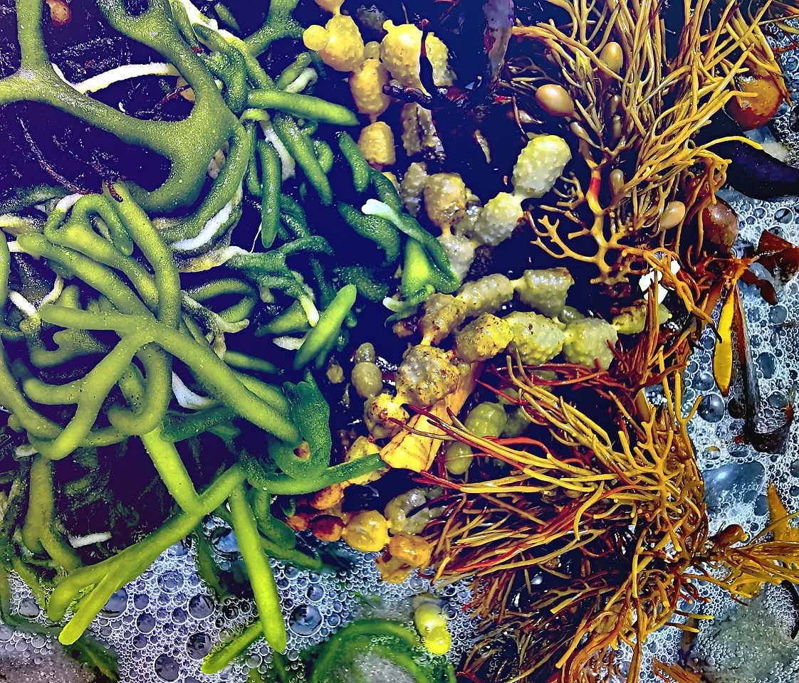 Seaweed1thm.jpg