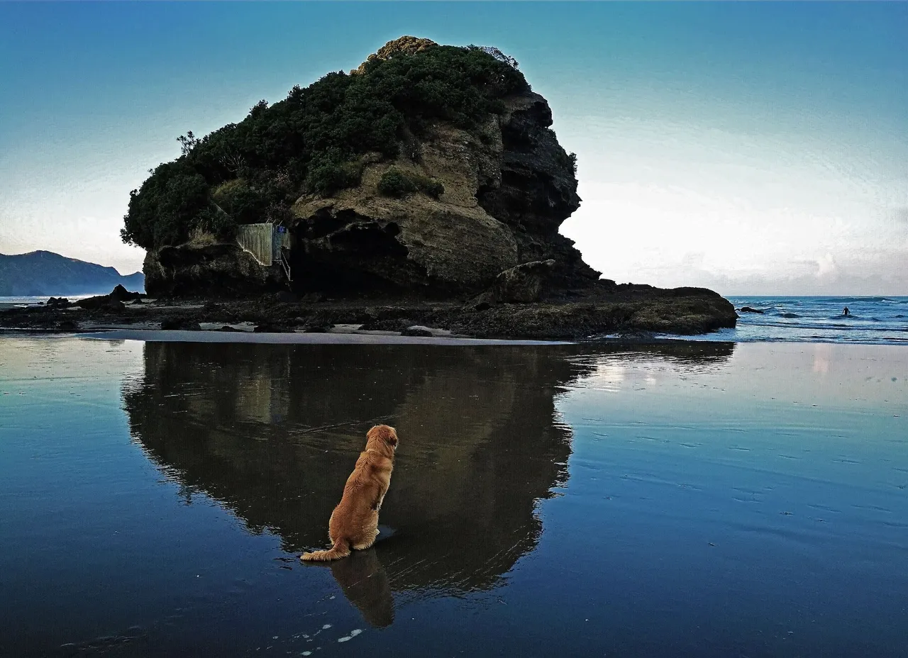 Dog at beach.jpg