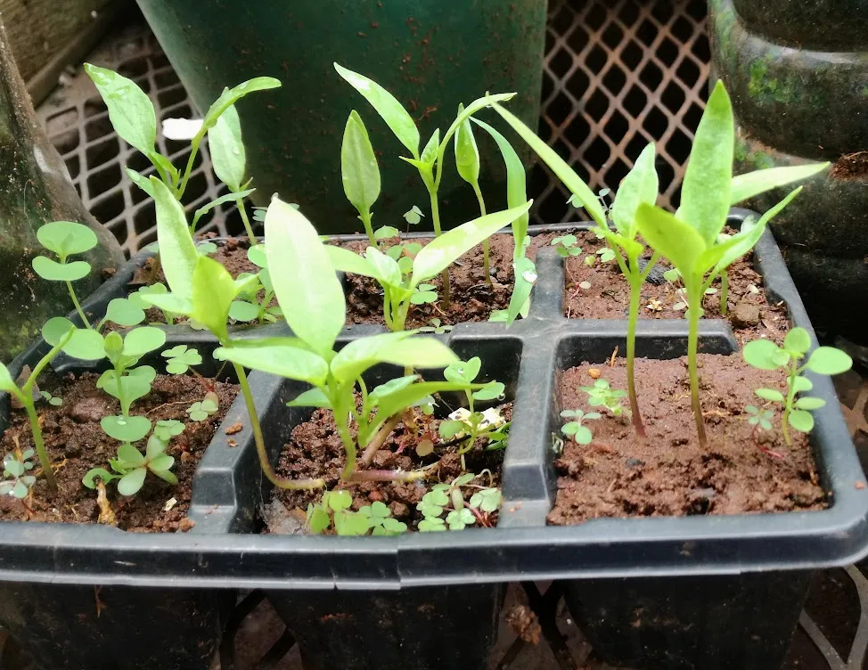 seeds.jpg