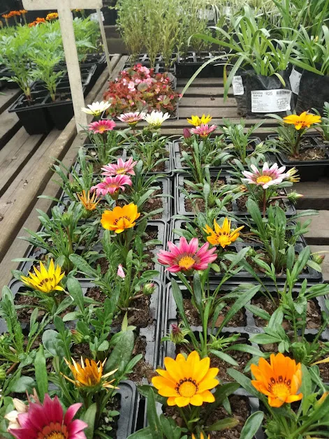 daisies.jpg
