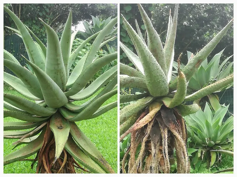healthy plant.jpg