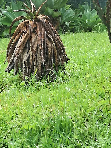 dead aloe.jpg