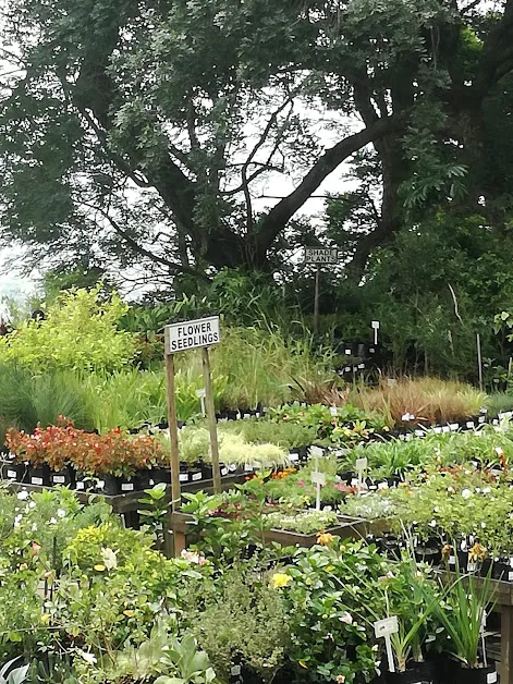 flower seedlings.jpg
