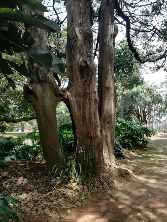 the kissing tree.jpg