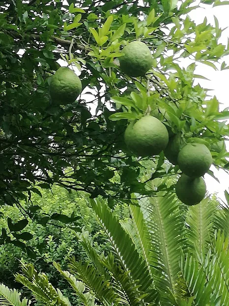 lime tre.jpg