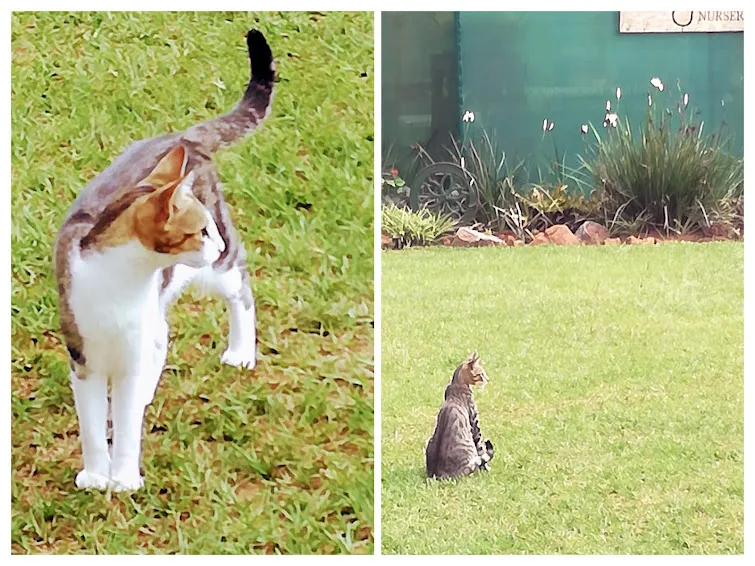 cats.jpg
