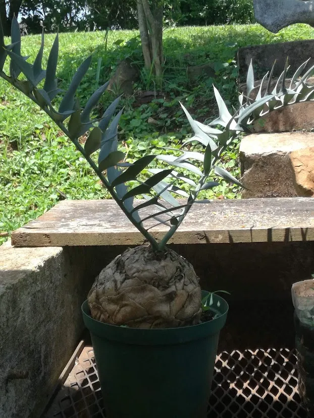 cycad pup.jpg