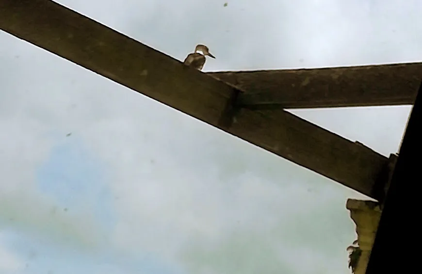 king fisher.jpg