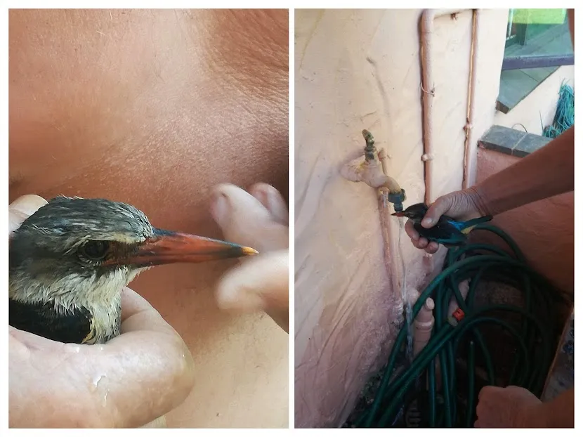 reviving bird.jpg