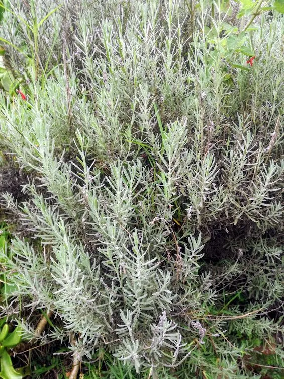 lavender bush.jpg