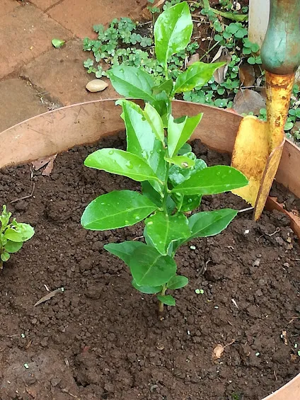 lemon tree.jpg