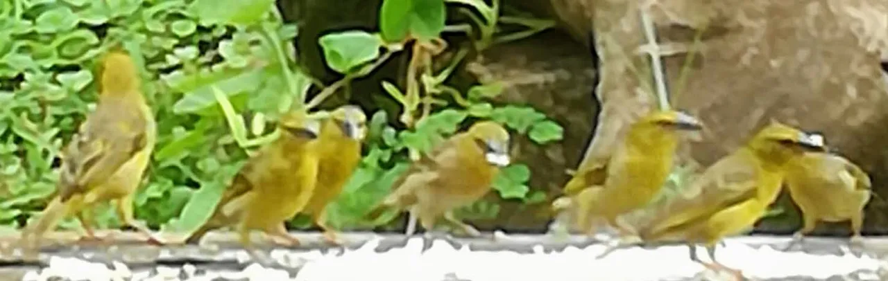 birds.jpg