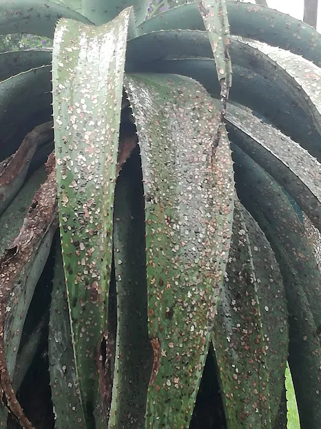 bad aloes.jpg