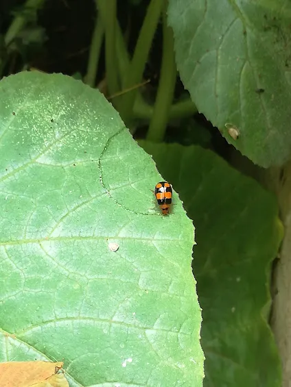lady birds.jpg