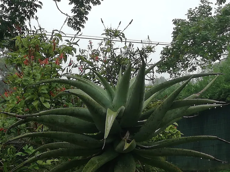 healthy aloe 2.jpg