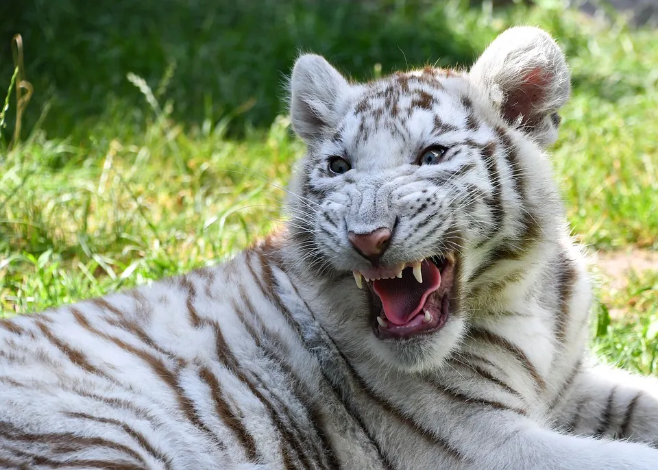 tiger-5560902_960_720.jpg