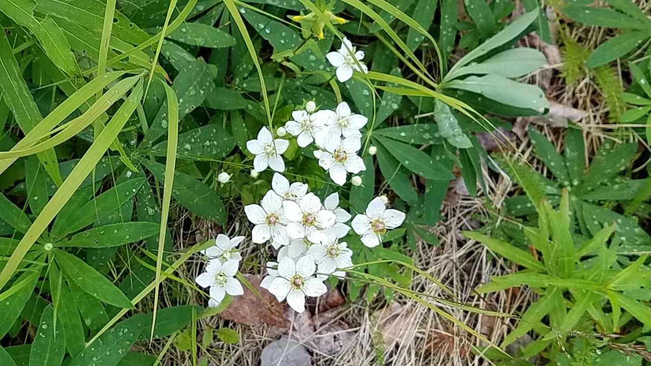 litle white wildflower.jpg
