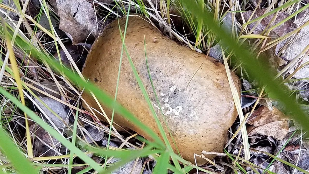 mushroom breadloaf.jpg