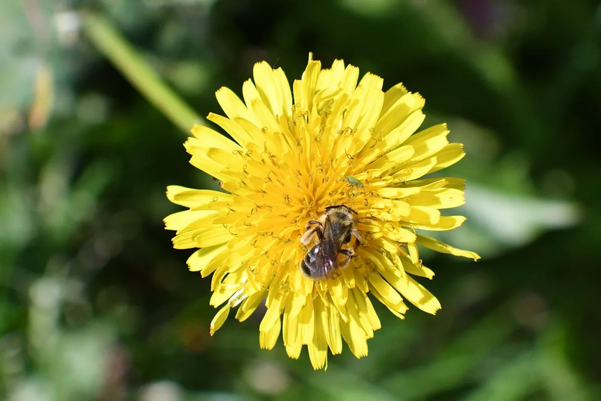 DSC_0993jpeg big bee crop small.jpg