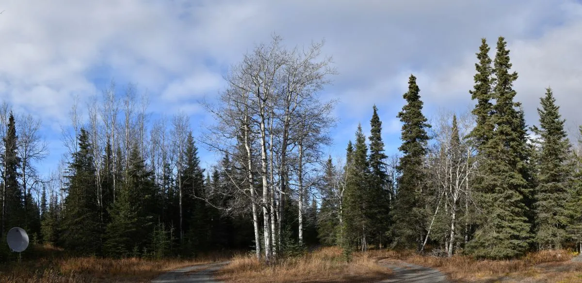 The driveway circle